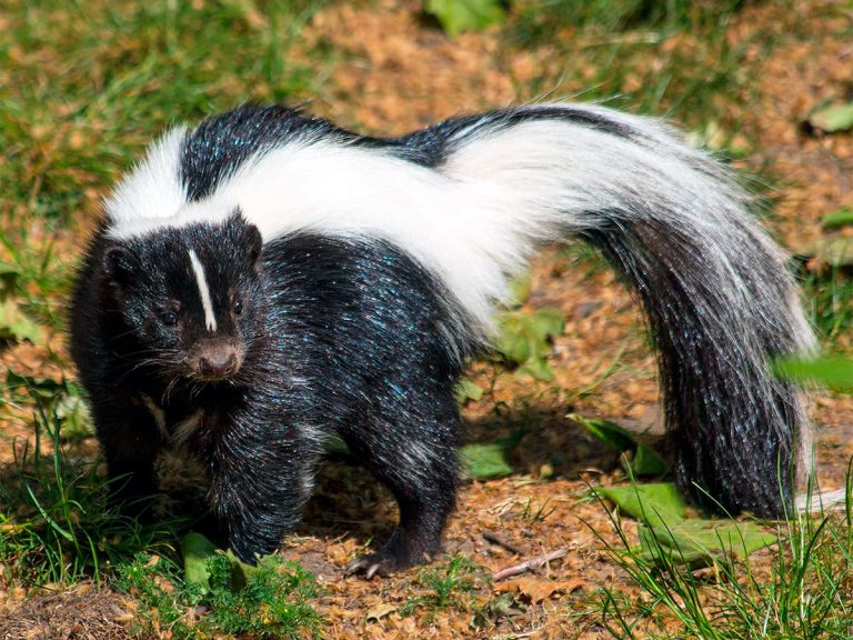 How to Get Rid of Skunks: 5 Quick and Effective Methods in 2023