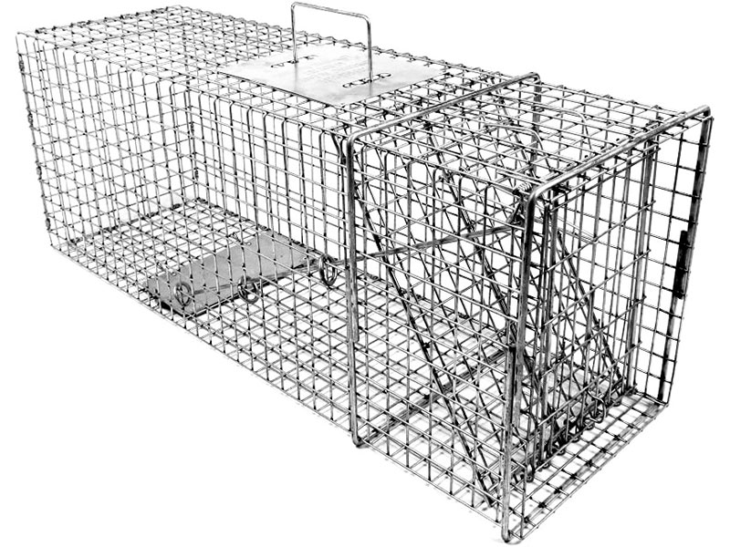 Best 5 Raccoon Traps (*2024 UPDATED*): Review & Buyer's Guide