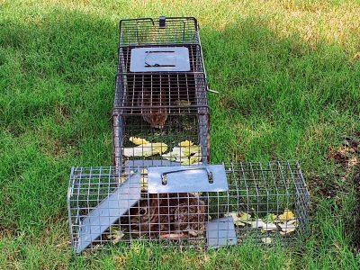 Advantek 2 Traps with rabbits