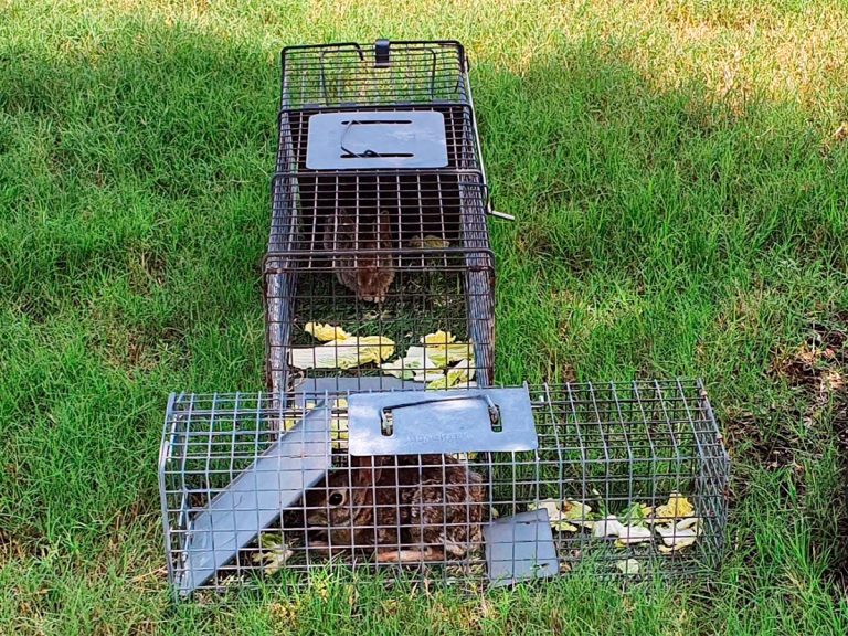 3 Best Rabbit Traps (*2024 Review*): Humane or Lethal Rabbit Removal?