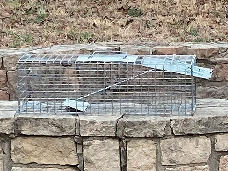 3 Best Rabbit Traps (*2023 Review*) Humane or Lethal Rabbit Removal?