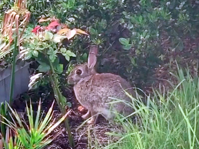 Rabbits Deterring shrubs and herbs