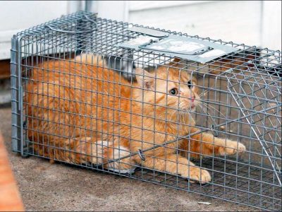 Cat in Havahart Cage Trap