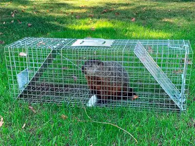 Groundhog in the Havahart 1045 2-Doors Trap