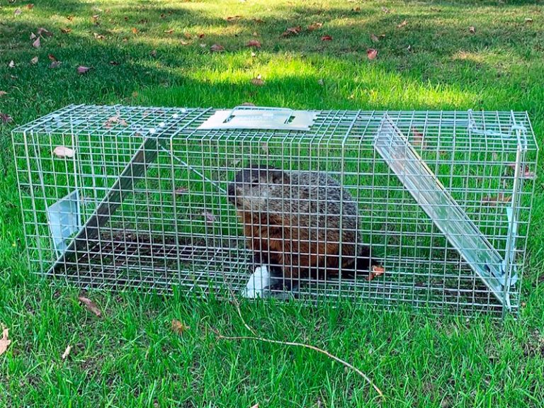 5 Best Groundhog Traps [*2024 UPDATED*] Review & Buyer's Guide