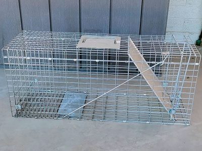 eXuby Large Cat Trap for Stray / Feral Cats - 31x12x13 in - Safe