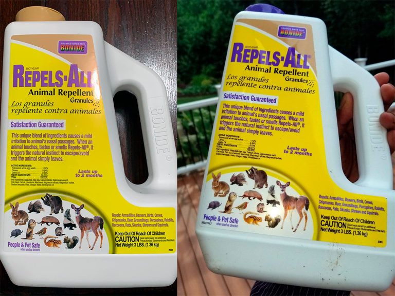 5 Best Raccoon Repellent and Deterrent Options in 2023