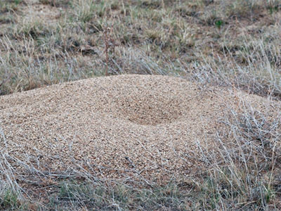 Step 5: Step 5. Find the Outdoor Ant Hills and Kill Off the Colony