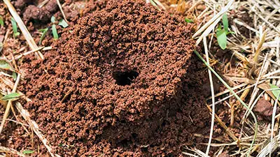 ants mound