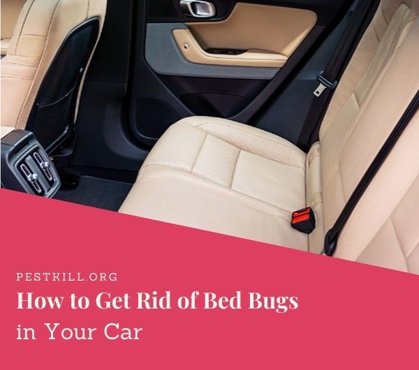 4 Steps on How to Get Rid of Bed Bugs in a Car