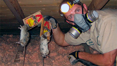 mice in loft insulation