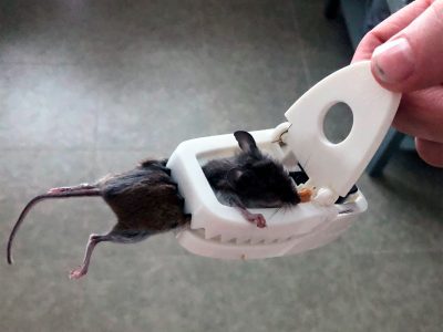 How to Kill a Mouse If You're Out of Traps and Poison - Yale Pest Control