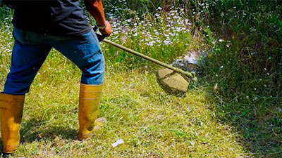 Getting Rid of Voles Efficiently: Learn the Most Effective Vole Extermination Methods!