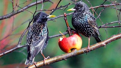 Starlings and apple