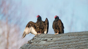 Turkey vultures on your roof