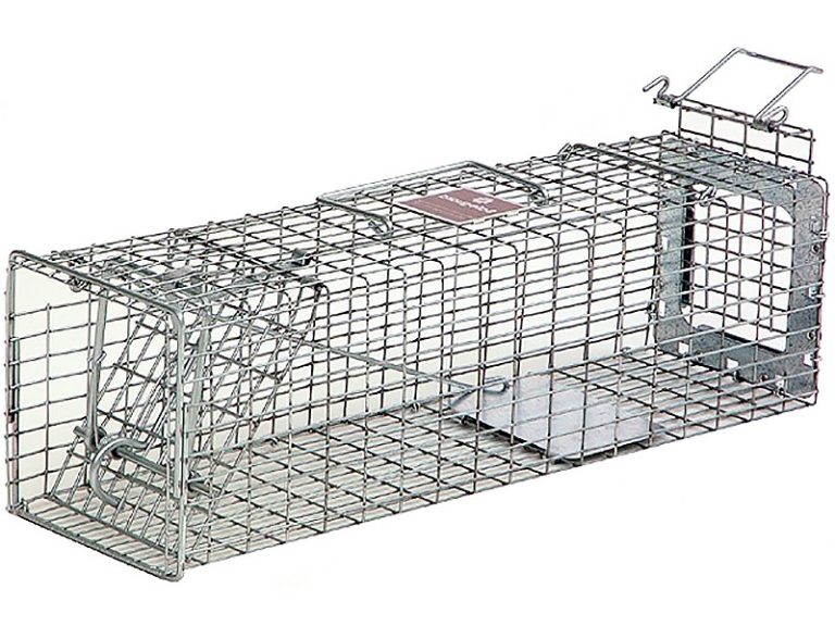 5 Best Muskrat Trap Options (*2024 Review*) and How to Trap Muskrats