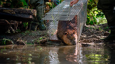 Step 5: STEP 5. Trap and relocate beavers or hire a wildlife removal service company to do it for you