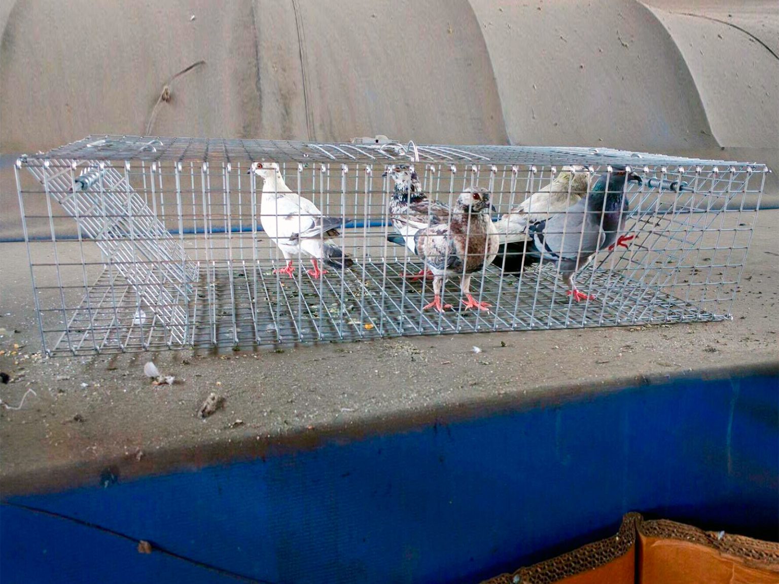 3 Best Pigeon Trap Options [*2024 EDITION*] Expert Review