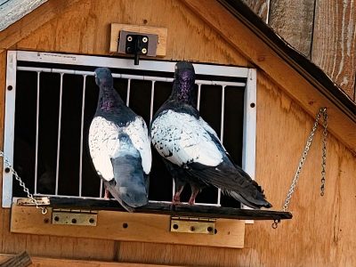 Pigeon Trap Door