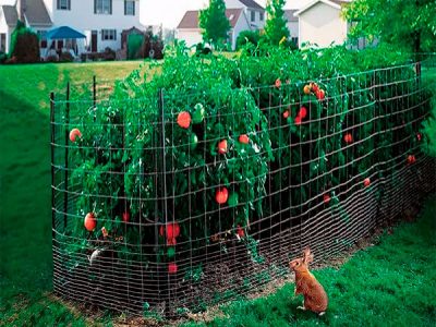 Rabbit fence