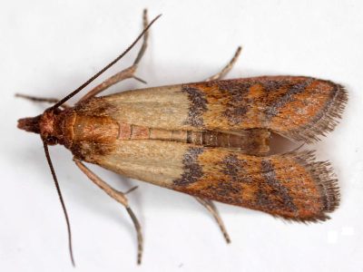 Indian meal moth