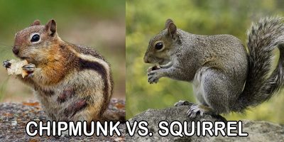 Chipmunk vs Squirrel