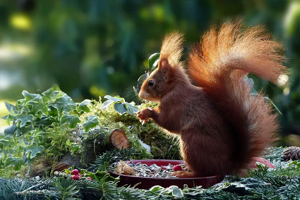 squirrel eating in garden