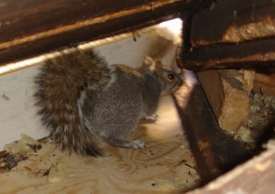 squirrel located in attic