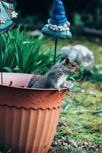 squirrel in flower pot garden