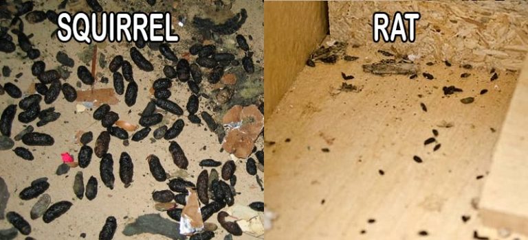 Squirrel Poop Vs. Rat Poop (Similarities & Differences)