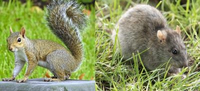 Squirrel Poop Vs. Rat Poop (Similarities & Differences)