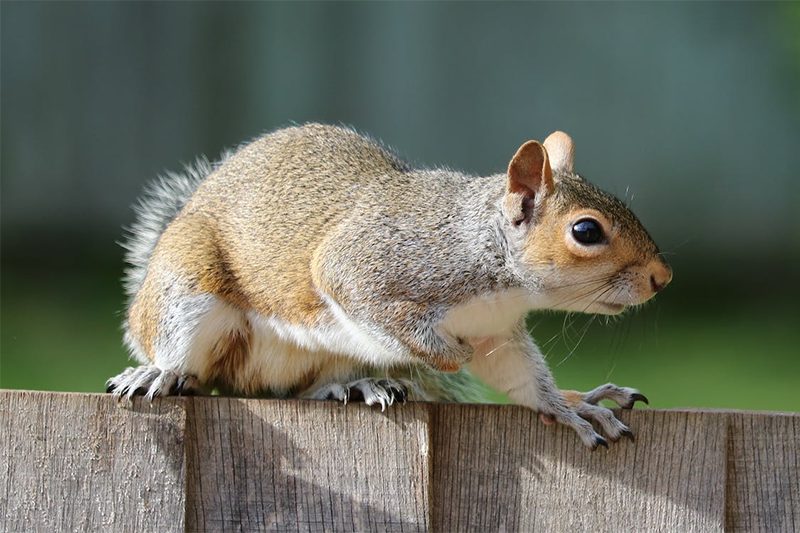 One-Way Door - Exclusion Funnel for Squirrels