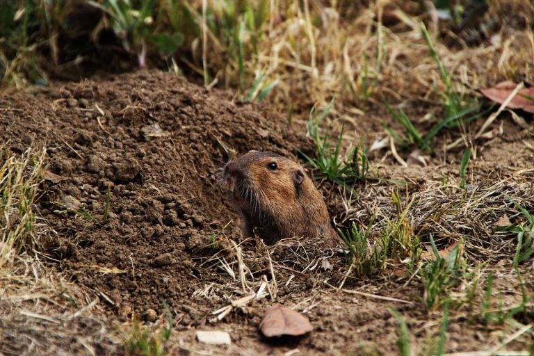 5 Best Gopher Poison Options - The Complete 2025 Guide