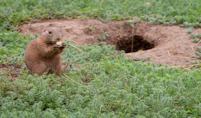 how to get rid of gophers without harming dogs