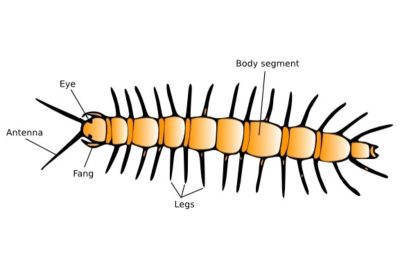 Centipede body