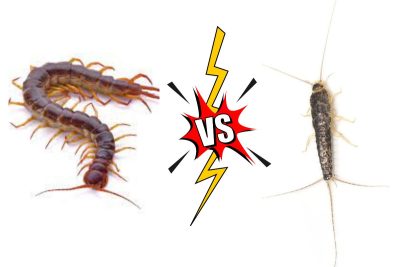 Centipede vs. Silverfish