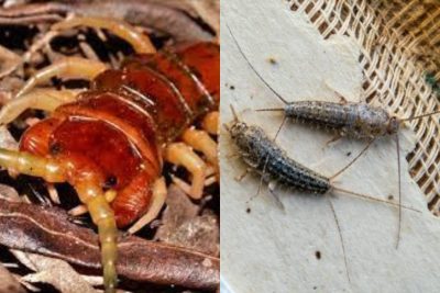 Centipede vs. Silverfish Eating Habits