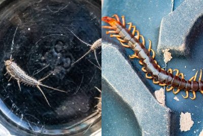 Centipede vs. Silverfish Prevention
