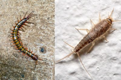 Centipede vs. Silverfish legs