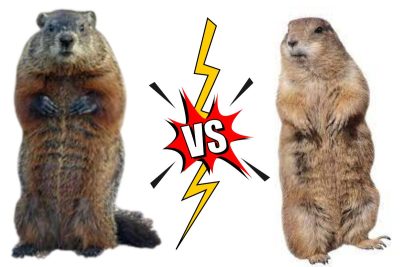 Ghopher vs Groundhog