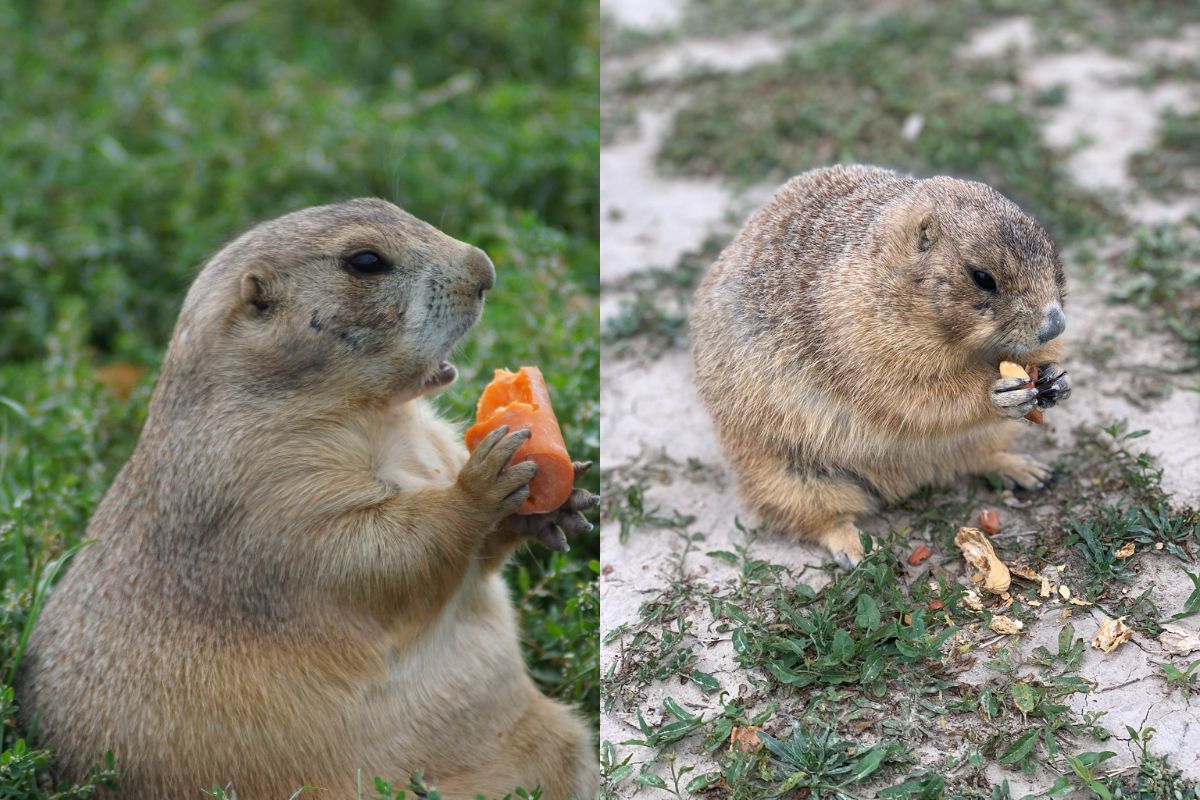 Gopher Vs. Groundhog (15 Differences)