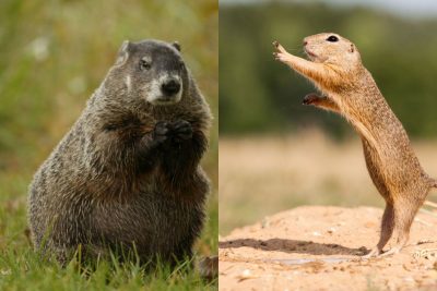 Ghopher and Groundhog Size