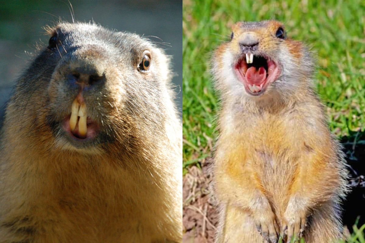 Gopher Vs. Groundhog (15 Differences)