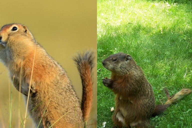 Gopher Vs. Groundhog (15 Differences)