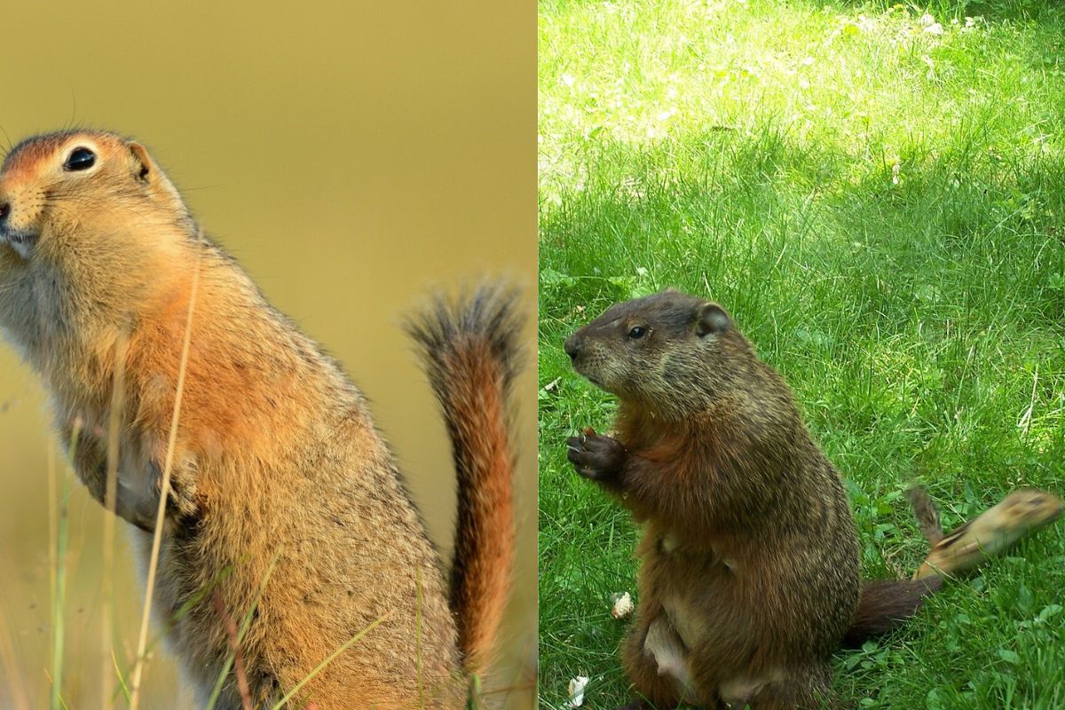 Gopher Vs. Groundhog (15 Differences)