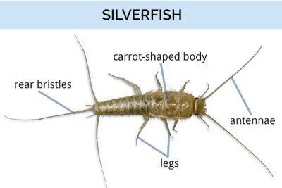 Silverfish body