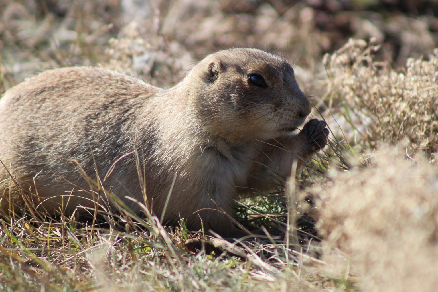 Gopher vs. Mole - What's the Difference?