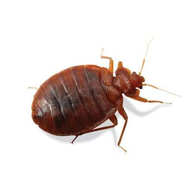 Bed Bugs pest control