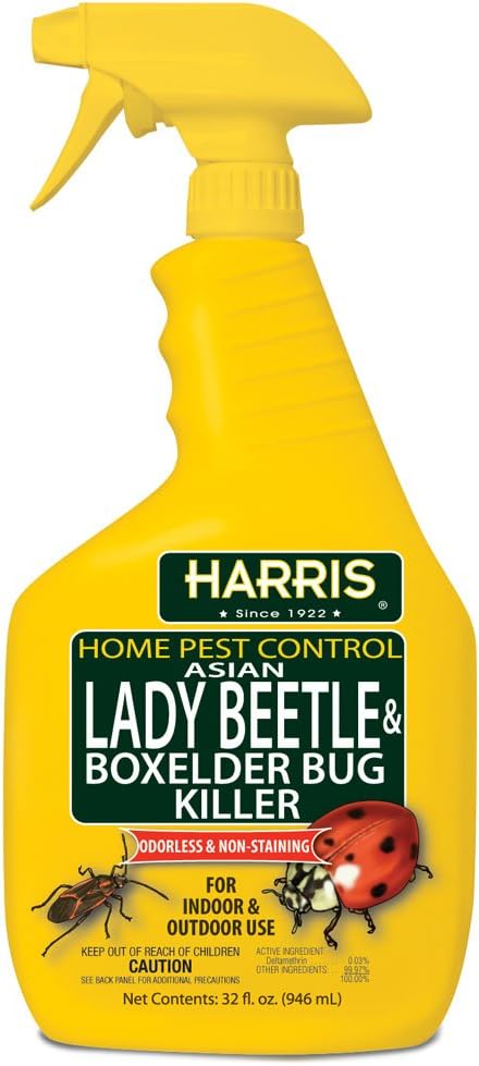 Harris Asian Lady Beetle and Box Elder Killer