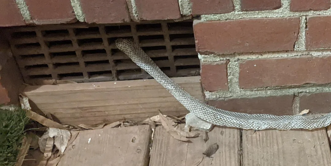 Snake Skin Shed in Basement